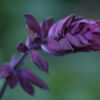 Purple by Leanne Lindsay - Art Photography, Photography, Photo of the Day, Color Photography, Flower Photography