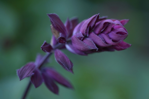 Purple by Leanne Lindsay - Art Photography, Photography, Photo of the Day, Color Photography, Flower Photography