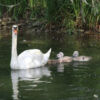 Family of Swans by Giulia Avona - Nature Photography, Family of Swans, Wildlife Photography, Giulia Avona, Photo of the Day