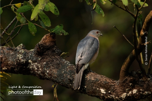 Shikra by Saniar Rahman Rahul - Shikra, Wildlife Photography, Photo of the Day, Photography Awards, Online Photography Courses