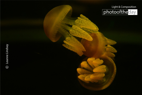 Silent Ballet by Leanne Lindsay - Underwater Photography, Art Photography, Photo of the Day, Photography Awards, Online Photography Courses