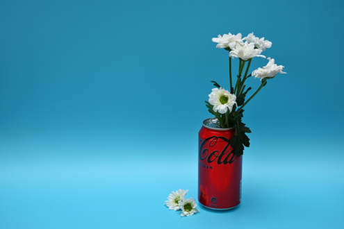 Sip of Daisies by Leanne Lindsay - Art Photography, Photo of the Day, Photography, Color Photography, Daily Photo