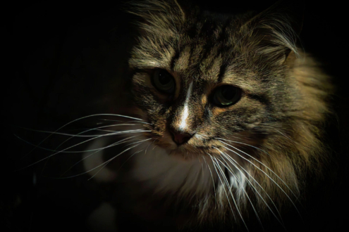 Sleepy Head by Chris Lambert - Photo of the Day, Wildlife Photography, Cat Photography, Photography Awards, Light & Composition University