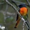 Small Minivet by Saniar Rahman Rahul - Wildlife Photography, Nature Photography, Bird Photography, Photo of the Day, Small Minivet