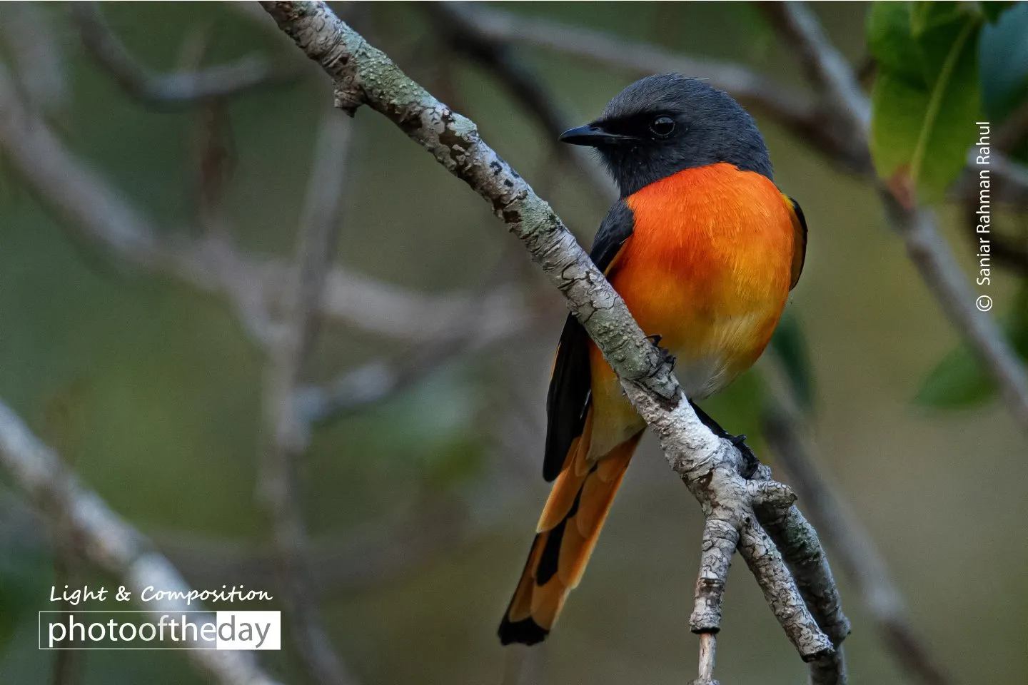 Small Minivet by Saniar Rahman Rahul