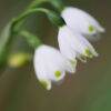 Snow-drops by Leanne Lindsay - Nature Photography, Macro Photography, Spring Flowers, Photo of the Day, Leanne Lindsay