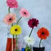 Spring by Leanne Lindsay - Flower Photography, Art Photography, Photography Composition, Spring Photography, Online Photography Courses