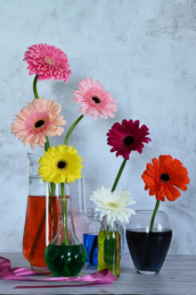 Spring by Leanne Lindsay - Flower Photography, Art Photography, Photography Composition, Spring Photography, Online Photography Courses