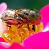 The Bee's Golden Tones by Shahnaz Parvin - Art Photography, Nature Photography, Photography Awards, Photo of the Day, Light & Composition University