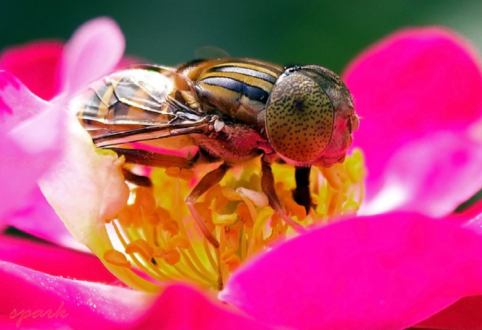 The Bee's Golden Tones by Shahnaz Parvin - Art Photography, Nature Photography, Photography Awards, Photo of the Day, Light & Composition University