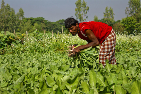 The Bountiful Land by Shahnaz Parvin - Photojournalism, Photography,  Award-winning Photography, Photo of the Day, Shahnaz Parvin