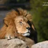 The King - Basking in the Sun by Leanne Lindsay - Wildlife Photography, Photojournalism, Art Photography, Photo of the Day, Light & Composition University