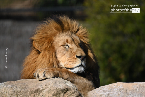 The King - Basking in the Sun by Leanne Lindsay - Wildlife Photography, Photojournalism, Art Photography, Photo of the Day, Light & Composition University