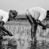 The Farmer's Plight by Shahnaz Parvin - Photojournalism, Documentary Photography, Art Photography, Photography Awards, Shahnaz Parvin