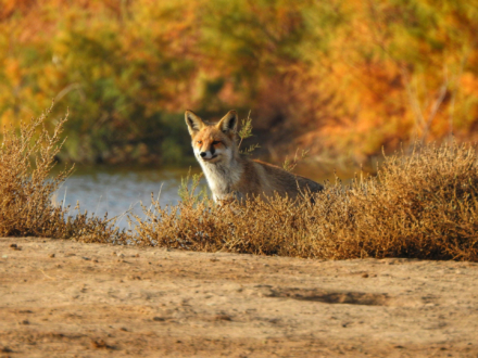 The Color of Nature by Sarvenaz Saadat - Nature Photography, Wildlife Photography, Photography Awards, Photo of the Day, Light & Composition University