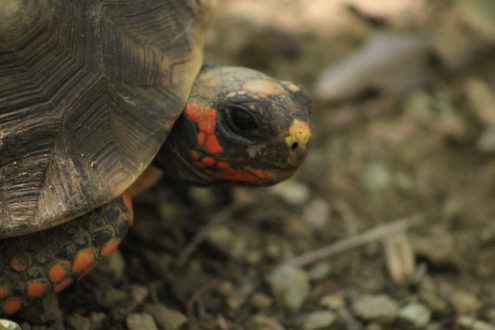 The Tortoise by Kristel Sturrus - Wildlife Photography, Art Photography, Photojournalism, Photo of the Day, Caribbean Photography