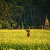 Through the Yellow Expanse by Shahnaz Parvin - Photojournalism, Photography, Art Photography, Photo of the Day, Light & Composition University