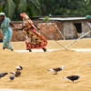 Tirelessly Harvesting Rice by Shahnaz Parvin - Photojournalism, Documentary Photography, Photography Awards, Rice Harvest, Shahnaz Parvin