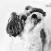 Waiting for a Treat by Leanne Lindsay - Pet Photography, Photo of the Day, Photography Awards,  Adorable Puppy, Leanne Lindsay