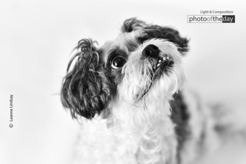 Waiting for a Treat by Leanne Lindsay - Pet Photography, Photo of the Day, Photography Awards,  Adorable Puppy, Leanne Lindsay