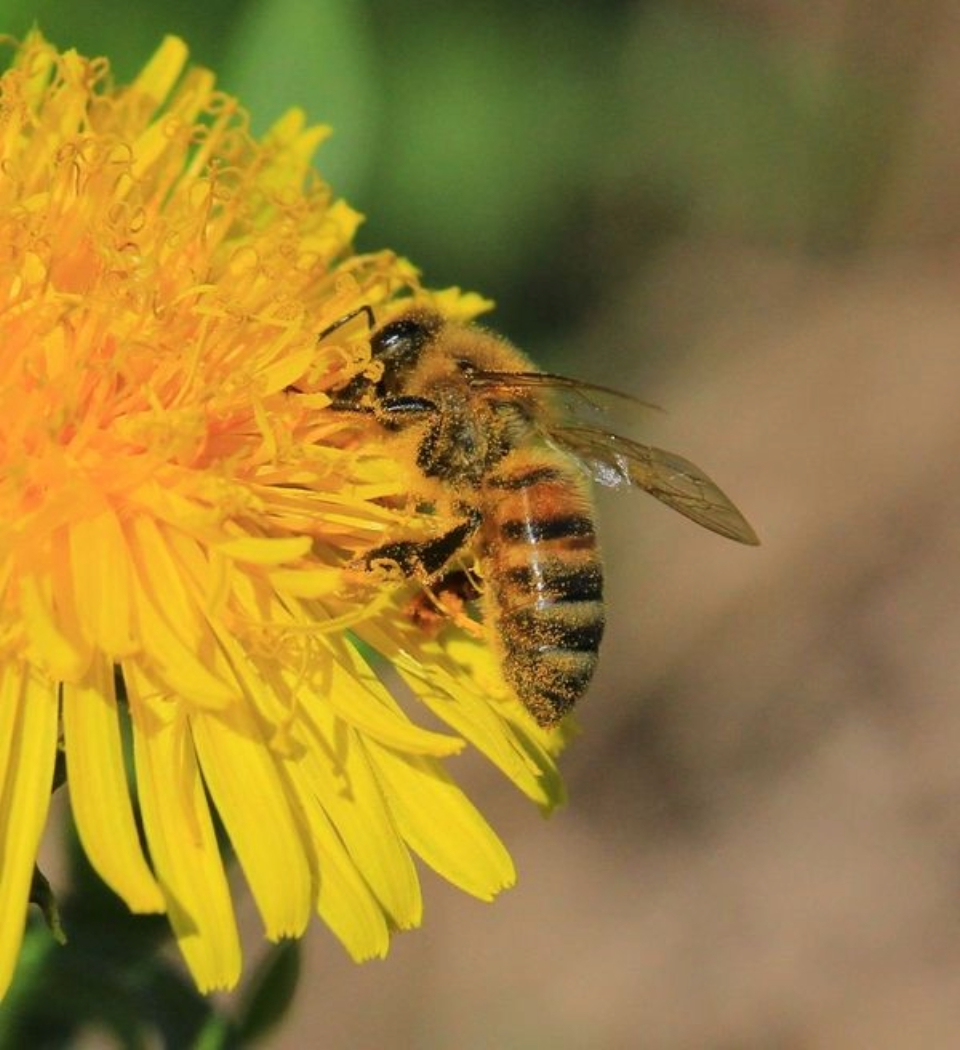 Honey Bee by Giulia Avona