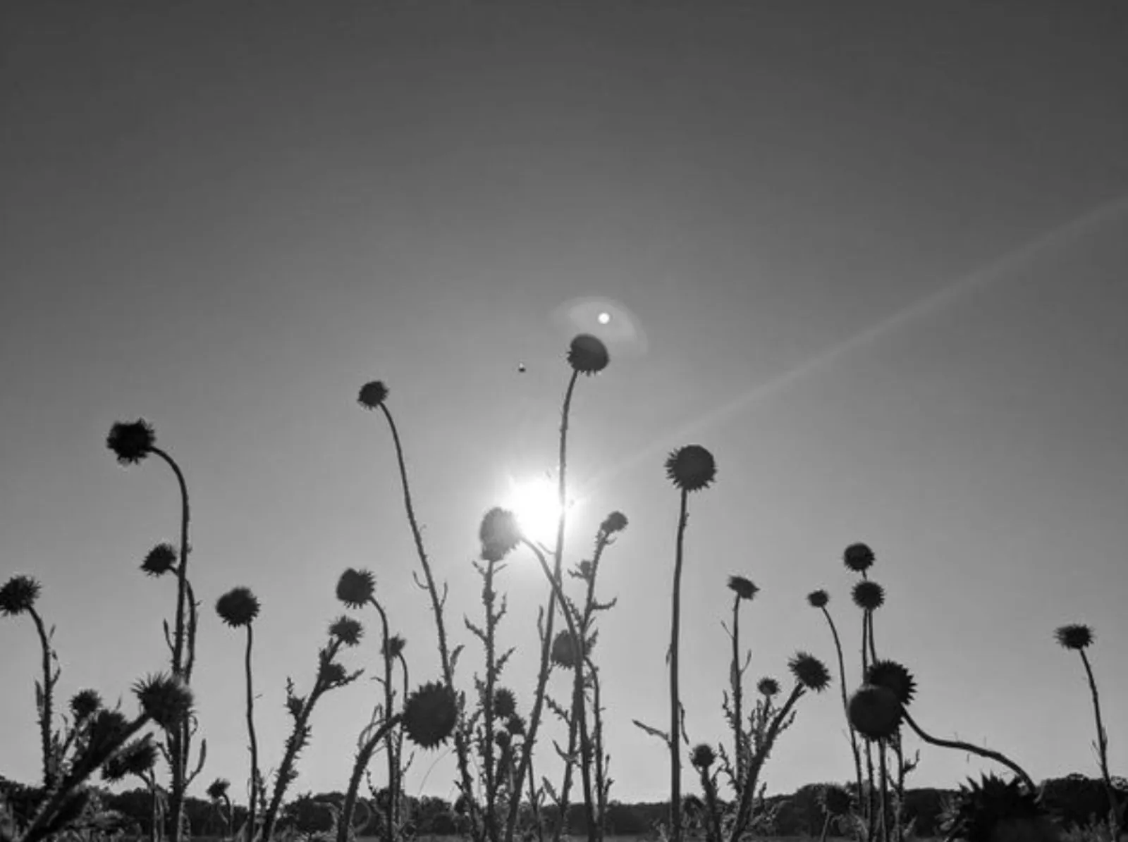 The Architecture of Nectar