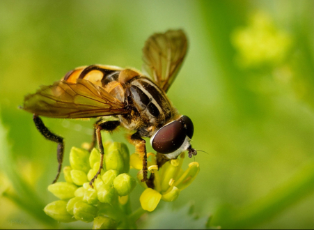 With Stunning Clarity by Shahnaz Parvin - Photo of the Day, Photography, Close-up Photography, Art Photography, Online Photography Courses
