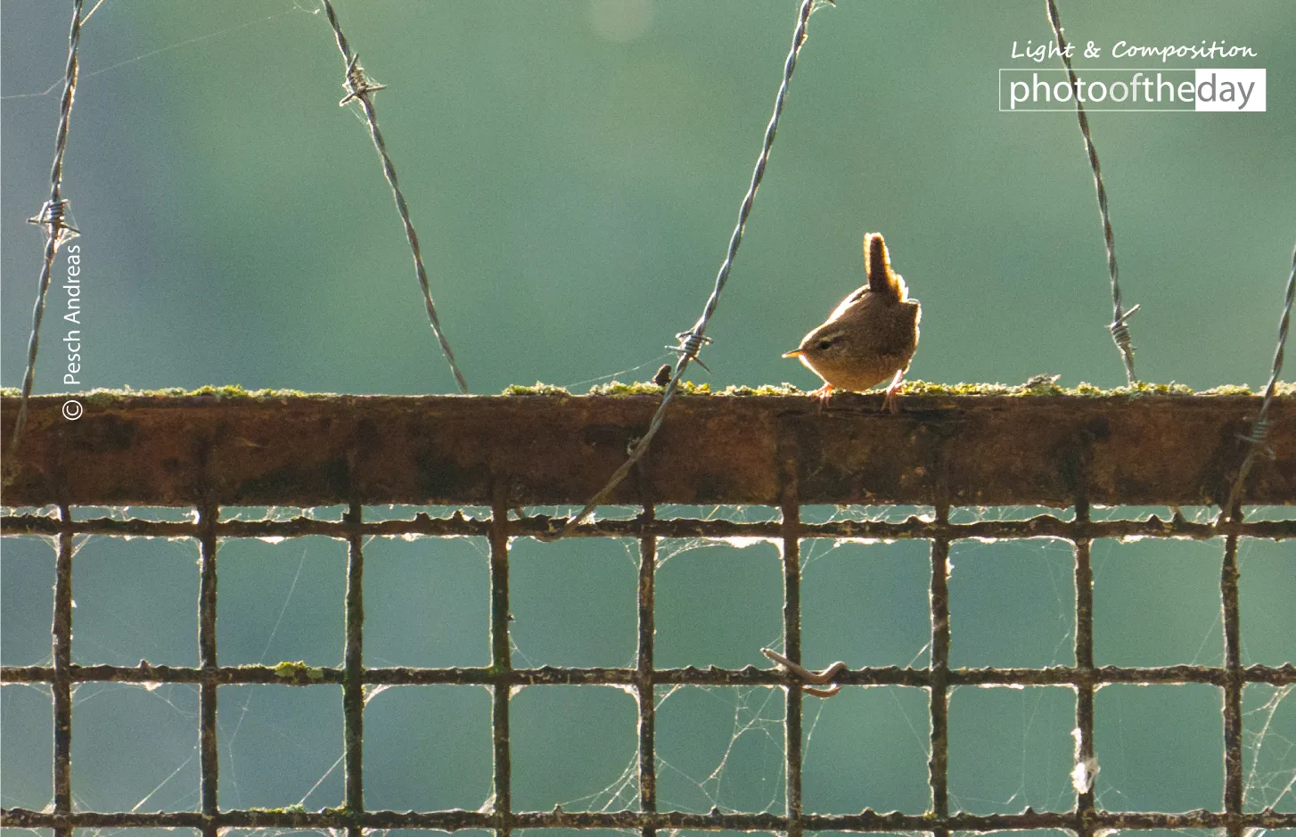 Wren in the Backlight by Pesch Andreas - Wildlife Photography, Nature Photography, Photo of the Day, Photography Awards, Online Photography Courses