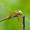 An Ethereal Glow by Shahnaz Parvin - Art Photography, Close-up Photography, Nature Photography, Photo of the Day, Light & Composition University