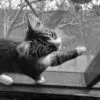 Cat in the Window by Andrey Araya