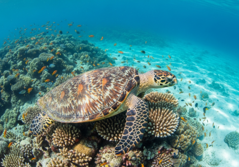 Derawan Islands: Sea Turtles and Jellyfish Lake