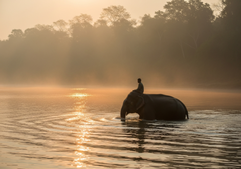 Chitwan: One-Horned Rhinoceros Country