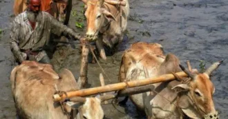 Ancient Times Farming by Syed Asir Ha-Mim Brinto