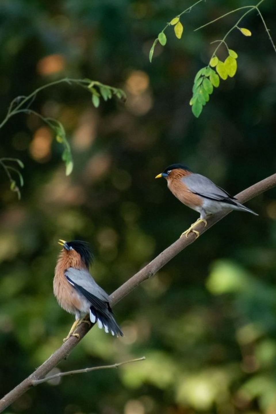 A Pair of Starlings by Syed Asir Ha-Mim Brinto