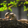 Indian Palm Squirrel by Syed Asir Ha-Mim Brinto - Wildlife Photography, Indian Palm Squirrel, Photography Awards, Nature Photography, Syed Asir Ha-Mim Brinto