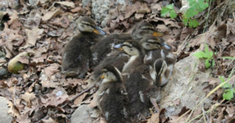 Camouflage by Giulia Avona