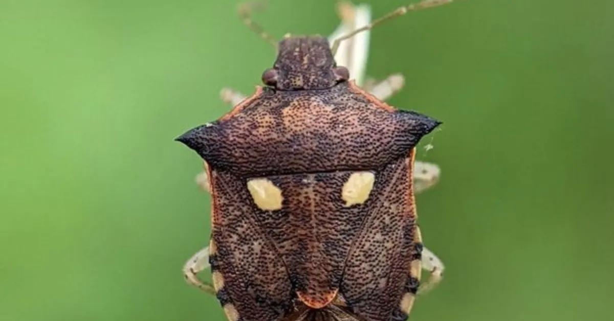 The Smallest Witness