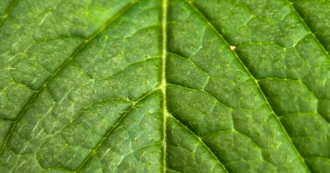 Photo-synthesis by Callum Honeybun