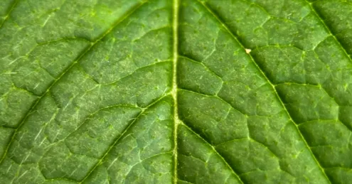 Photo-synthesis by Callum Honeybun - Nature Photography, Photojournalism, Art Photography, Photography Education, Online Photography Courses