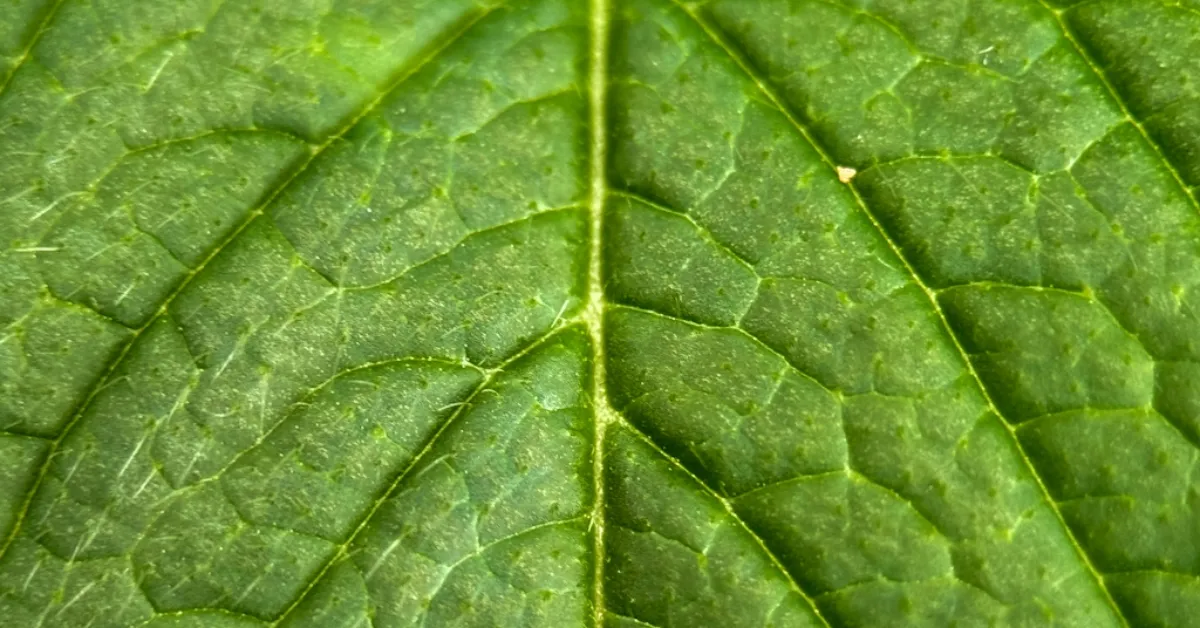 Photo-synthesis by Callum Honeybun - Nature Photography, Photojournalism, Art Photography, Photography Education, Online Photography Courses