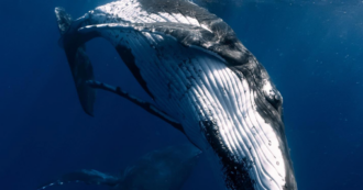 Close Call by Arnaud Fabregues