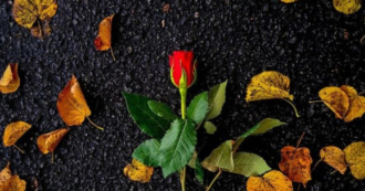 The Fallen Rose by Suraj Krishnamurthy Cheemangala