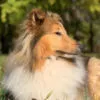 A Shetland Sheepdog by Klara Marciniak - Art Photography, Shetland Sheepdog Photography, Photography Awards, Online Photography Courses, Photojournalism