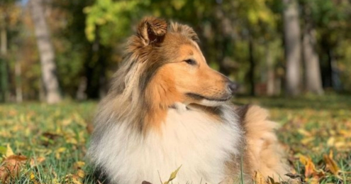 A Shetland Sheepdog by Klara Marciniak - Art Photography, Shetland Sheepdog Photography, Photography Awards, Online Photography Courses, Photojournalism