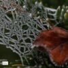 Frozen Spider Web by Silvia Bukovac Gasevic - Nature Photography, Macro Photography, Frozen Spiderweb, Photography Awards, Photo of the Day