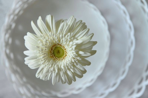 Ivory Grace by Leanne Lindsay - Still Life Photography, Art Photography, Photography Awards, Photo of the Day, Online Photography Courses