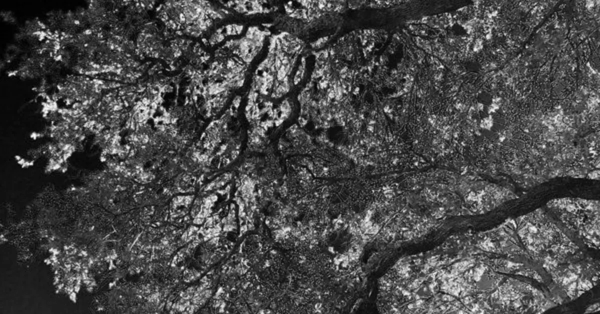 A Sky Of Limbs by Jack Hoye