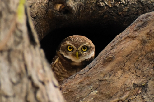 June 2025 from The Silent Watcher of the Forest by Nu Yai Sing Marma