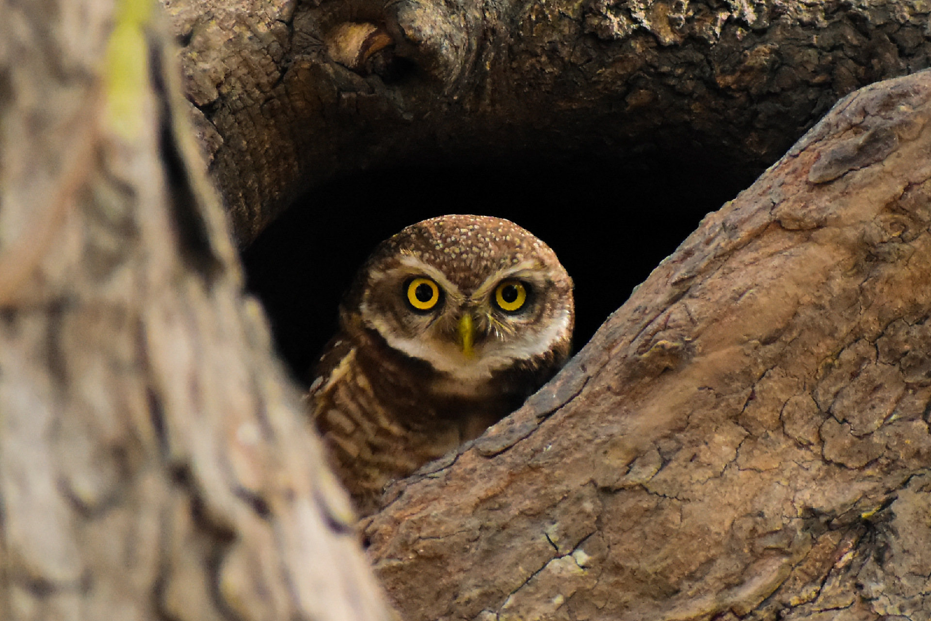 The Silent Watcher of the Forest by Nu Yai Sing Marma