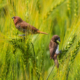 April 2025 from Munias in a Wheat Field by Nu Yai Sing Marma